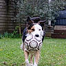 dog, soccer_ball, grass, yard, pet, animal, play, outdoor, fur, ears, mouth, toy, sport, greenery, garden, canine, running, active, happy, nature