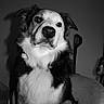 Usty a rejoint le concours — aidez-le/la à gagner de superbes lots ! dog, black_and_white, portrait, pet, animal, fur, chair, indoor, shadow, face, sitting, looking, cute, fluffy, domestic_animal, mammal, companion, calm, closeup, furry