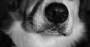 Usty a rejoint le concours — aidez-le/la à gagner de superbes lots ! dog, close_up, black_and_white, animal, pet, nose, fur, portrait, canine, whiskers, face, eyes, muzzle, expression, domestic_animal, furry, looking, snout, head, indoor