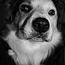 dog, close_up, black_and_white, animal, pet, nose, fur, portrait, canine, whiskers, face, eyes, muzzle, expression, domestic_animal, furry, looking, snout, head, indoor