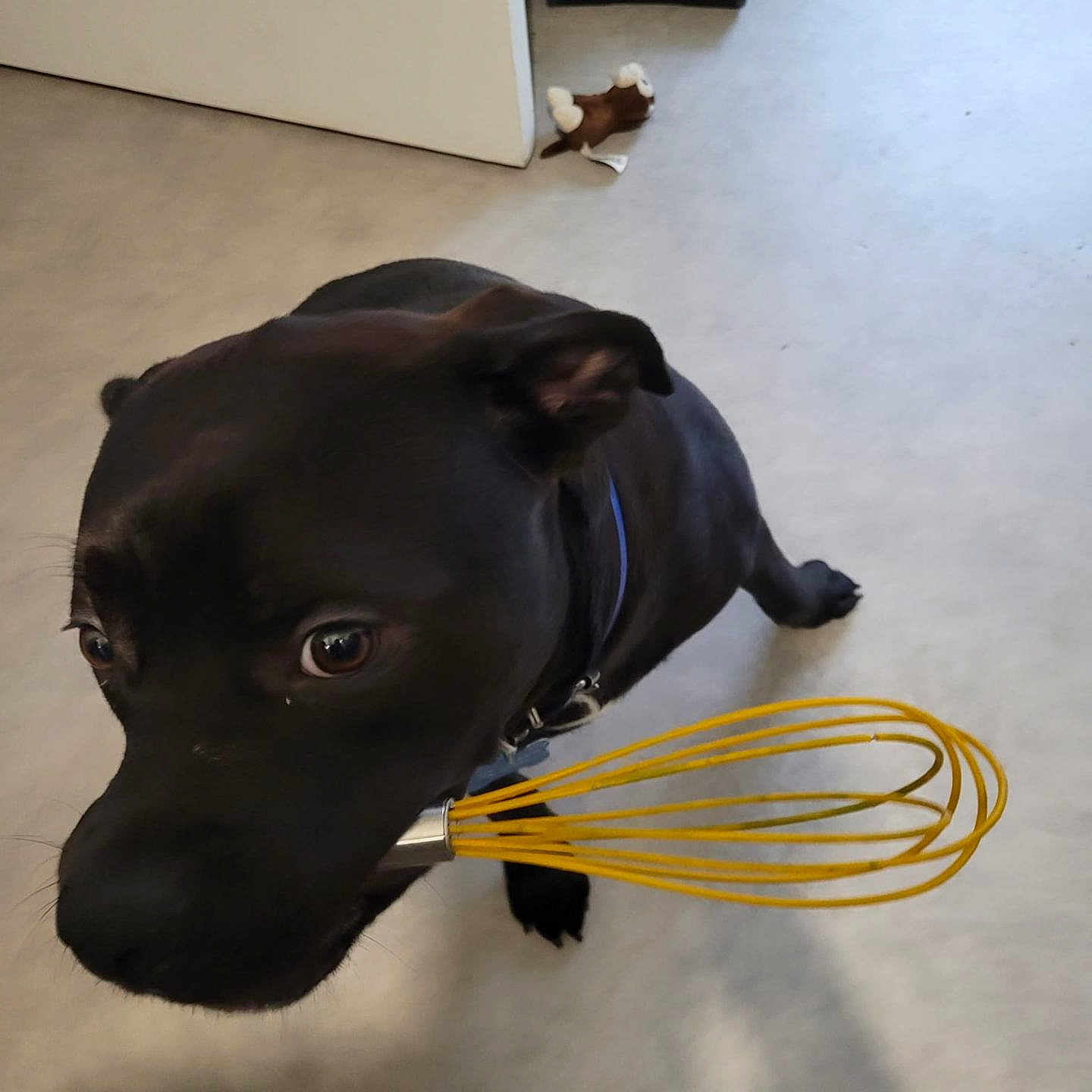 Splash a rejoint le concours — aidez-le/la à gagner de superbes lots ! animal, black_dog, close_up, collar, companion, curious, dog, domestic, floor, household, indoor, kitchen_floor, looking, mouth, object, pet, playful, toy, vacuum_cleaner, whisk