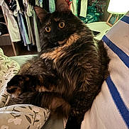 Youmie participe au concours pour gagner de l'argent avec cette photo : cat, tortoiseshell, fluffy, bed, pillow, indoor, lamp, clothing, closet, furniture, animal, pet, wide_eyes, fur, relaxed, cozy, portrait, household, resting, curious