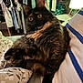 cat, tortoiseshell, fluffy, bed, pillow, indoor, lamp, clothing, closet, furniture, animal, pet, wide_eyes, fur, relaxed, cozy, portrait, household, resting, curious
