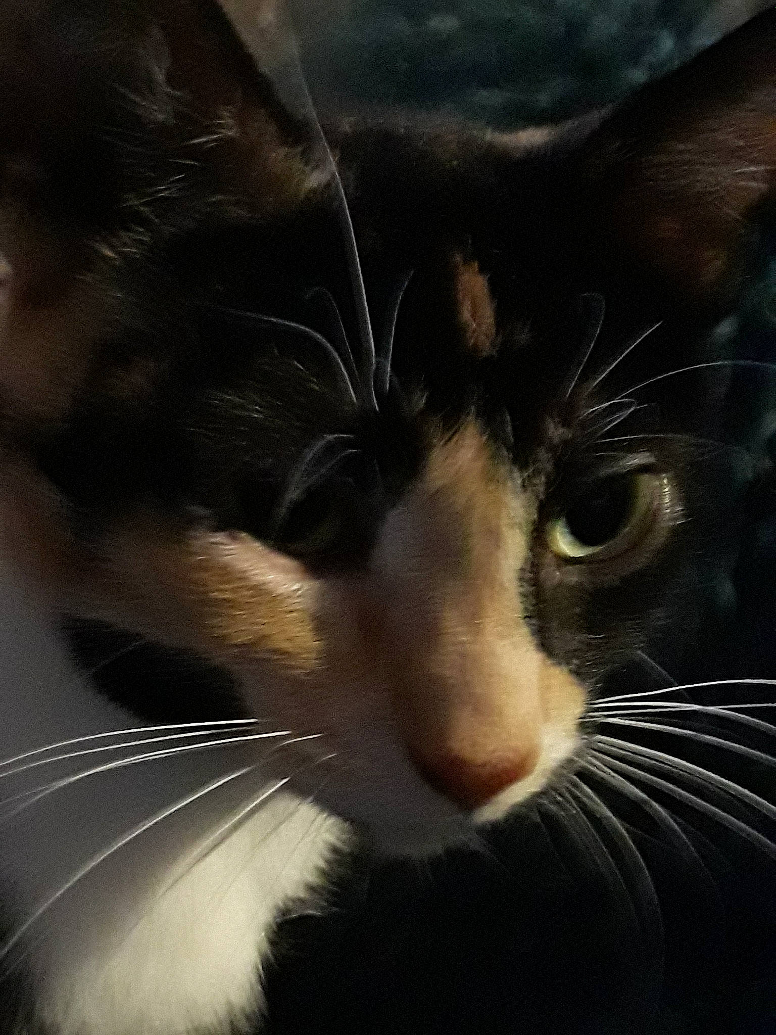 Kiva is registered to the contest to win money with this photo: black_and_white, carnivore, cat, close_up, ear, eye, felidae, fur, nose, photography, sky, small_to_medium_sized_cats, snapshot, snout, whiskers