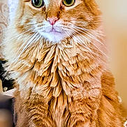 Baby Fluffy joined the competition — help win amazing prizes! animal, calm, cat, closeup, curious, cute, domestic, ears, eyes, feline, fluffy_fur, fur_texture, indoor, nose, orange_tabby, pet, portrait, sitting, whiskers, wooden_surface