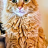 animal, calm, cat, closeup, curious, cute, domestic, ears, eyes, feline, fluffy_fur, fur_texture, indoor, nose, orange_tabby, pet, portrait, sitting, whiskers, wooden_surface