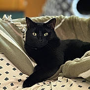 Bert joined the competition — help win amazing prizes! animal, animal_portrait, bed, black_cat, blanket, close_up, cozy, cute, domestic_cat, feline, fleece, home, indoor, lying_down, pet, relaxed, resting, soft_fur, whiskers, yellow_eyes