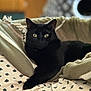 animal, animal_portrait, bed, black_cat, blanket, close_up, cozy, cute, domestic_cat, feline, fleece, home, indoor, lying_down, pet, relaxed, resting, soft_fur, whiskers, yellow_eyes