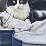 Pythagore a rejoint le concours — aidez-le/la à gagner de superbes lots ! cat, black_and_white, yellow_eyes, towel, resting, fur, pet, animal, indoor, soft_texture, collapsible_container, purple_object, netting, relaxed, close_up, whiskers, pink_nose, concrete_floor, domestic, companion