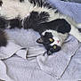 Pythagore a rejoint le concours — aidez-le/la à gagner de superbes lots ! cat, black_and_white, fluffy, lying_down, towel, yellow_eyes, indoor, floor, tile, relaxed, pet, animal, fur, whiskers, ears, curious, resting, close_up, domestic_cat, cute