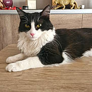 Pythagore a rejoint le concours — aidez-le/la à gagner de superbes lots ! cat, black_and_white, fluffy, table, wooden_table, indoor, decor, statue, golden_leopard, vase, furniture, relaxed, pet, animal, home, cozy, lying_down, yellow_eyes, pink_nose, whiskers