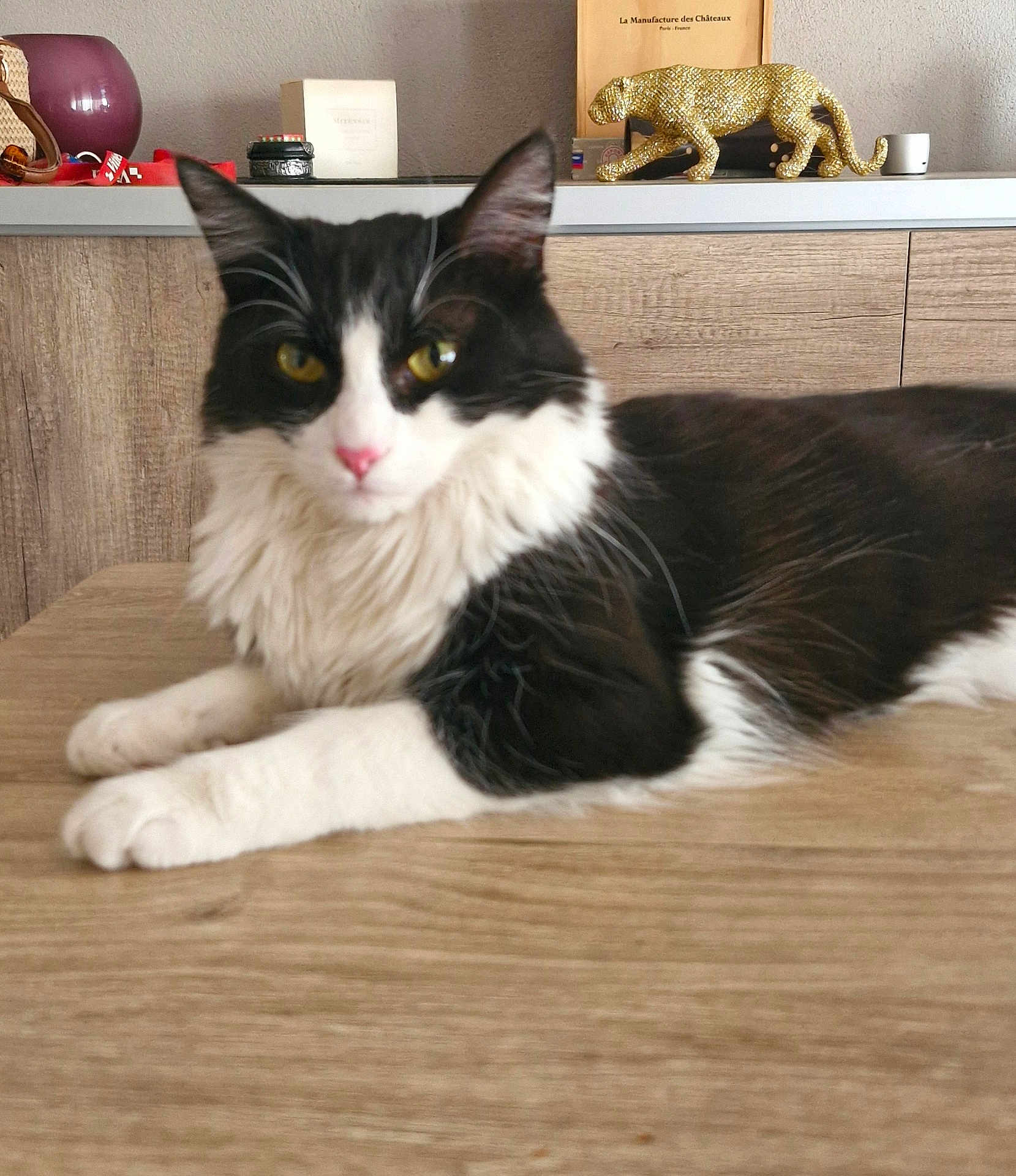 Pythagore a rejoint le concours — aidez-le/la à gagner de superbes lots ! cat, black_and_white, fluffy, table, wooden_table, indoor, decor, statue, golden_leopard, vase, furniture, relaxed, pet, animal, home, cozy, lying_down, yellow_eyes, pink_nose, whiskers