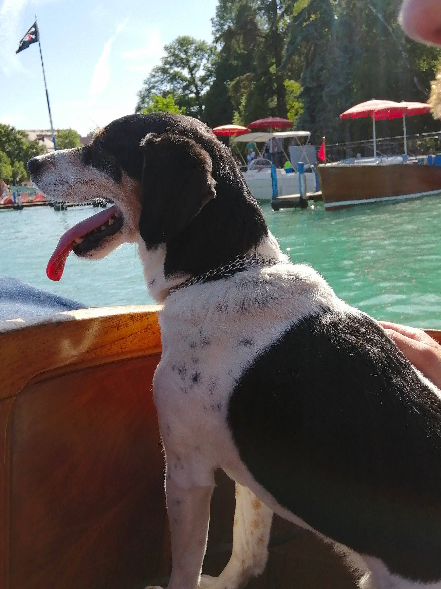 Eliot participe au concours pour gagner de l'argent avec cette photo : canidae, carnivore, dog, dog_breed, german_shorthaired_pointer, hunting_dog, landseer, mammal, old_danish_pointer, pointer, pointing_breed, rare_breed_dog, snout, sporting_group, stabyhoun, tail, vertebrate