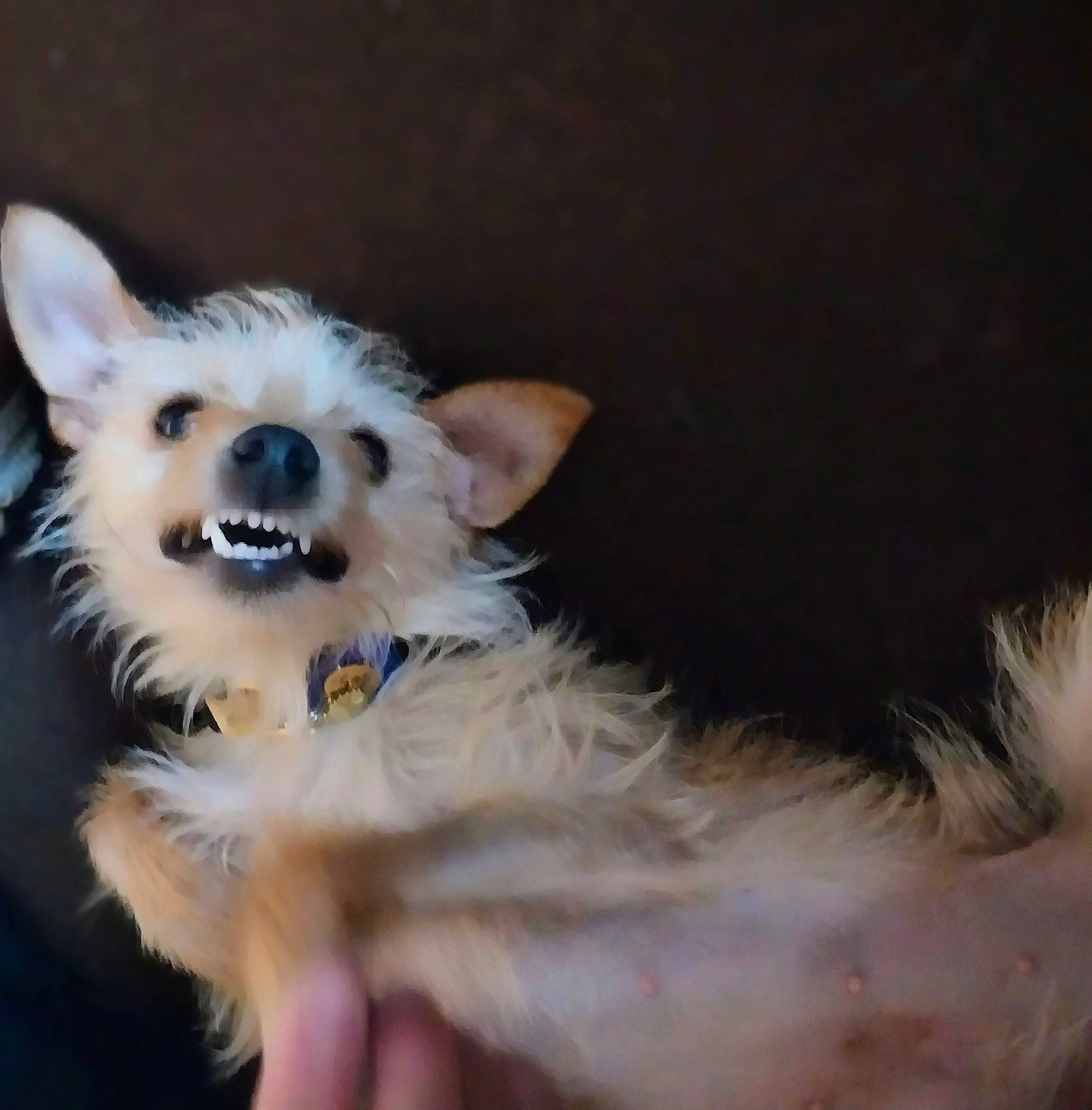 Ella joined the competition — help win amazing prizes! canidae, carnivore, companion_dog, corgi_chihuahua, dog, dog_breed, dog_supply, ear, fang, fawn, fur, paw, snout, terrestrial_animal, toy_dog, whiskers, wildlife