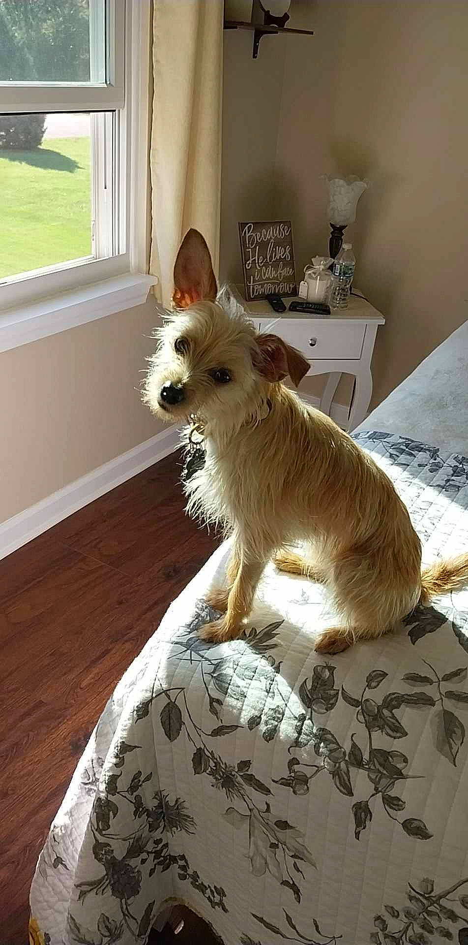 Ella joined the competition — help win amazing prizes! canidae, carnivore, companion_dog, dog, dog_breed, dog_supply, fawn, flooring, fur, hardwood, houseplant, linens, small_terrier, table, tail, terrier, toy_dog, whiskers, window, wood