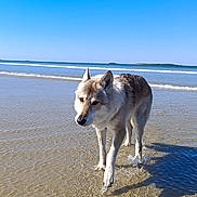 Laiko a rejoint le concours — aidez-le/la à gagner de superbes lots ! dog, beach, water, sand, shadow, sky, blue_sky, waves, outdoor, animal, canine, walking, nature, sunlight, shore, coast, daytime, reflection, wet_sand, calm