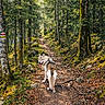 Laiko a rejoint le concours — aidez-le/la à gagner de superbes lots ! dog, forest, trail, trees, leaves, moss, rocks, path, outdoor, nature, animal, canine, walking, sunlight, woods, hiking, adventure, pet, playful, scenic