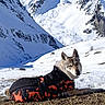 dog, mountain, snow, grass, jacket, outdoor, nature, sky, animal, winter, landscape, cold, canine, scenery, wildlife, pet, mountain_peak, field, blue_sky, fur