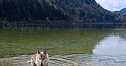 Laiko a rejoint le concours — aidez-le/la à gagner de superbes lots ! dog, water, lake, mountain, forest, nature, outdoor, animal, scenic, clear_water, rocks, sky, clouds, reflection, wildlife, summer, daytime, canine, wading, landscape