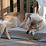Laiko participe au concours pour gagner de l'argent avec cette photo : dog, sleeping, outdoor, wooden_deck, cushion, pet_bed, sunlight, plastic_chair, fence, food_bowl, resting, canine, fur, animal, relaxation, nature, daylight, domestic_animal, quiet, shade