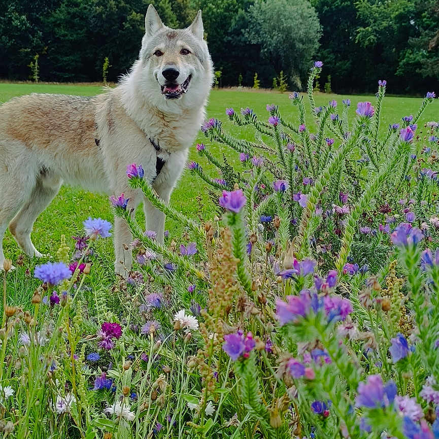 Laiko a rejoint le concours — aidez-le/la à gagner de superbes lots ! dog, canine, animal, wildflowers, flowers, greenery, grass, field, outdoor, nature, sky, clouds, trees, happy, pet, mammal, summer, landscape, flora, garden