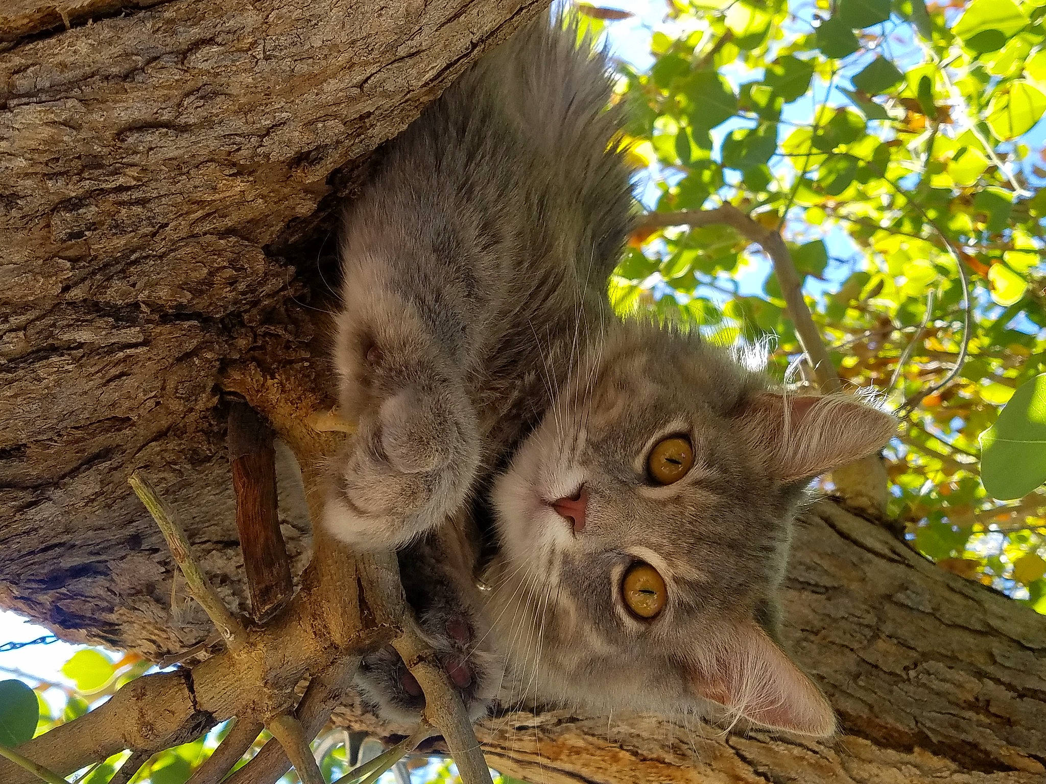 Princess Peach joined the competition — help win amazing prizes! branch, carnivore, cat, domestic_short_haired_cat, fawn, felidae, fur, grass, plant, small_to_medium_sized_cats, snout, tail, terrestrial_animal, terrestrial_plant, tree, trunk, twig, whiskers, wildlife, wood