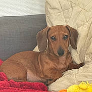 Asterix participe au concours pour gagner de l'argent avec cette photo : dog, dachshund, pet, brown, pillow, blanket, plush_toy, red, yellow, indoor, sofa, resting, canine, fur, ears, cute, companion, relaxed, domestic_animal, animal