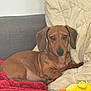 dog, dachshund, pet, brown, pillow, blanket, plush_toy, red, yellow, indoor, sofa, resting, canine, fur, ears, cute, companion, relaxed, domestic_animal, animal