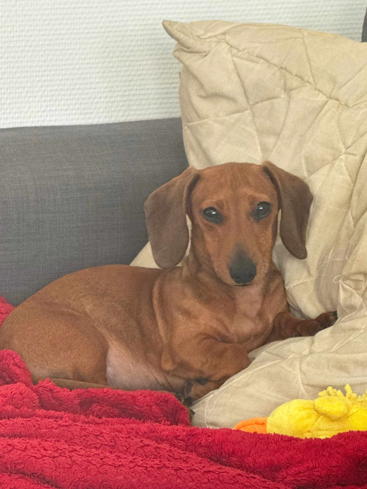 Asterix participe au concours pour gagner de l'argent avec cette photo : dog, dachshund, pet, brown, pillow, blanket, plush_toy, red, yellow, indoor, sofa, resting, canine, fur, ears, cute, companion, relaxed, domestic_animal, animal