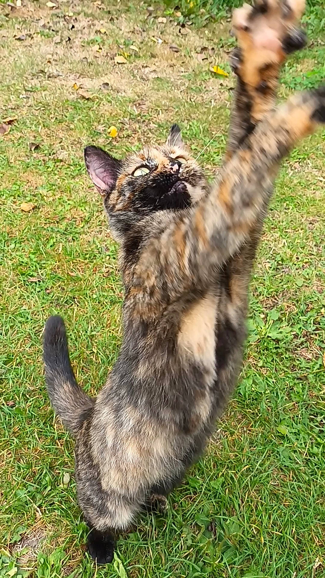 Sweaty a rejoint le concours — aidez-le/la à gagner de superbes lots ! canidae, carnivore, cat, claw, domestic_short_haired_cat, fawn, felidae, fur, grass, grassland, groundcover, paw, plant, small_to_medium_sized_cats, snout, soil, tail, terrestrial_animal, whiskers, wildlife