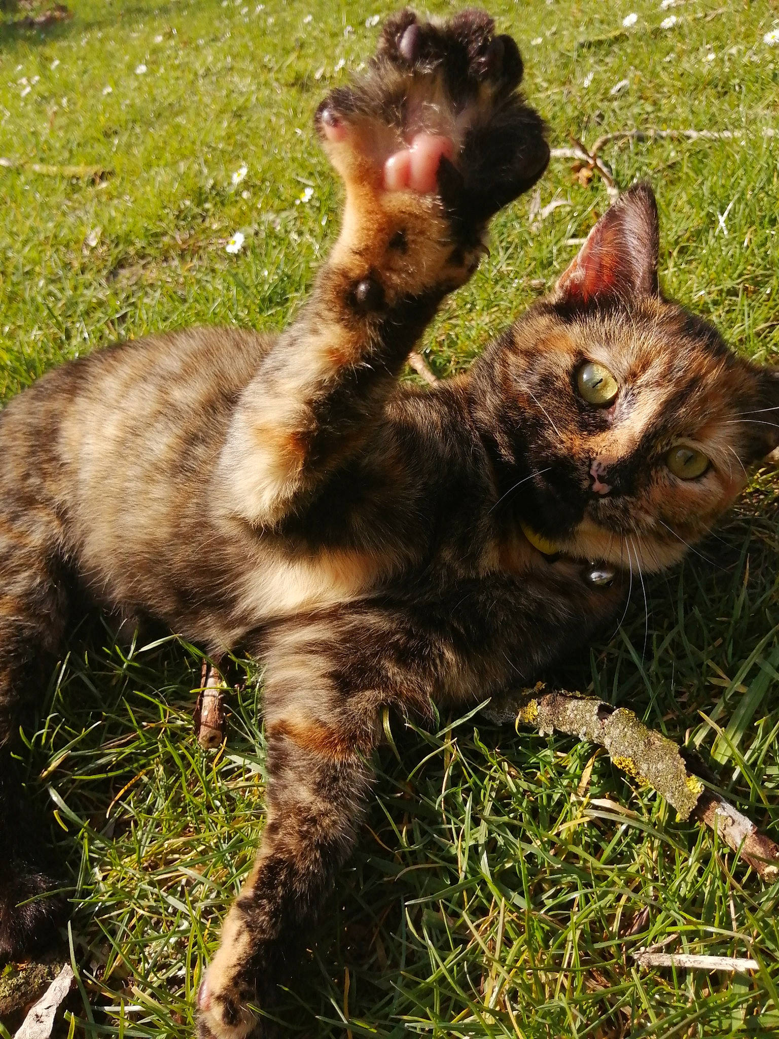 Sweaty a rejoint le concours — aidez-le/la à gagner de superbes lots ! canidae, carnivore, cat, claw, domestic_short_haired_cat, fawn, felidae, fur, grass, herbaceous_plant, paw, plant, sitting, small_to_medium_sized_cats, snout, soil, tail, terrestrial_animal, whiskers, wildlife