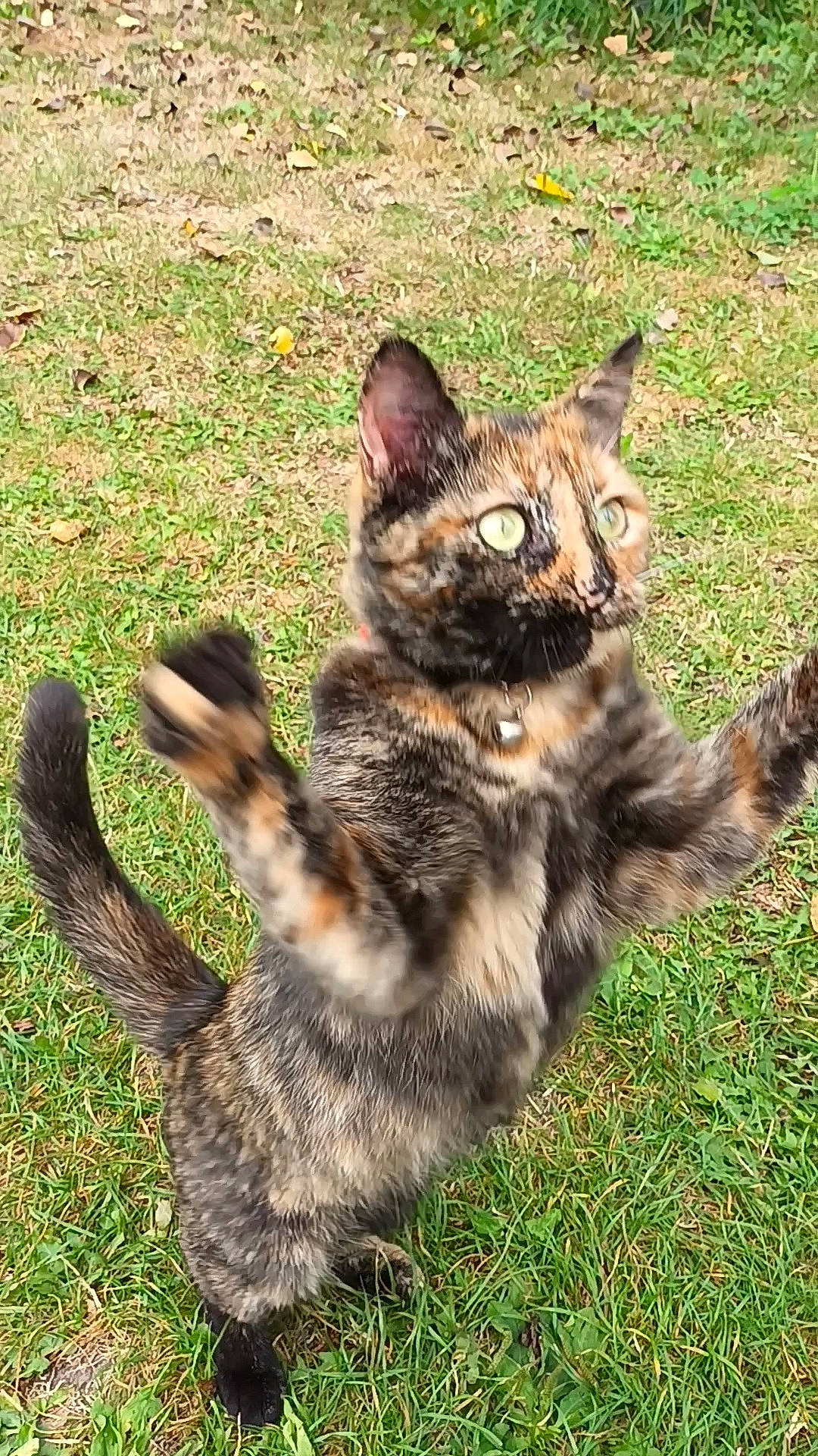 Sweaty participe au concours pour gagner de l'argent avec cette photo : canidae, carnivore, cat, domestic_short_haired_cat, fawn, felidae, foot, fur, grass, groundcover, paw, plant, sitting, small_to_medium_sized_cats, snout, soil, tail, terrestrial_animal, whiskers, wildlife