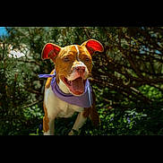 Luda is registered to the contest to win money with this photo: animal, bandana, canine, closeup, cute, daytime, dog, ears, friendly, grass, greenery, happy, mammal, nature, outdoor, pet, playful, portrait, smiling, sunlight