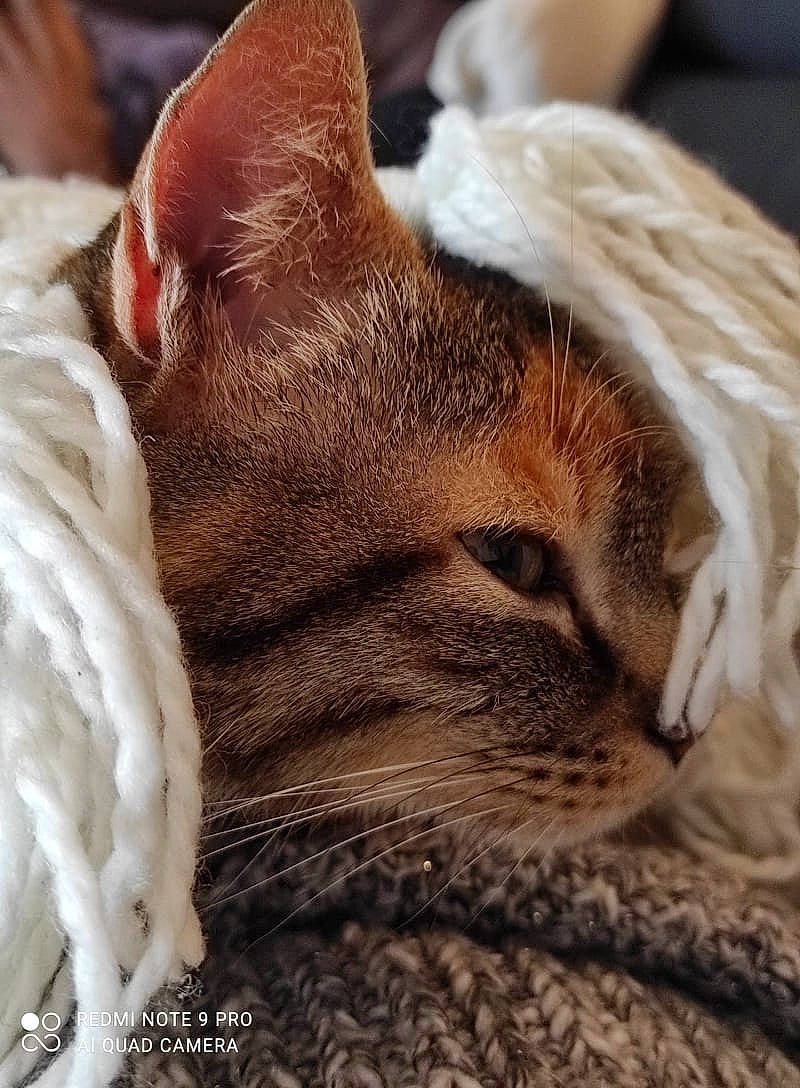 Eywa a rejoint le concours — aidez-le/la à gagner de superbes lots ! carnivore, cat, claw, comfort, domestic_short_haired_cat, ear, eye, fawn, felidae, fur, mammal, paw, small_to_medium_sized_cats, snout, tail, terrestrial_animal, vertebrate, whiskers, wildlife, wrinkle