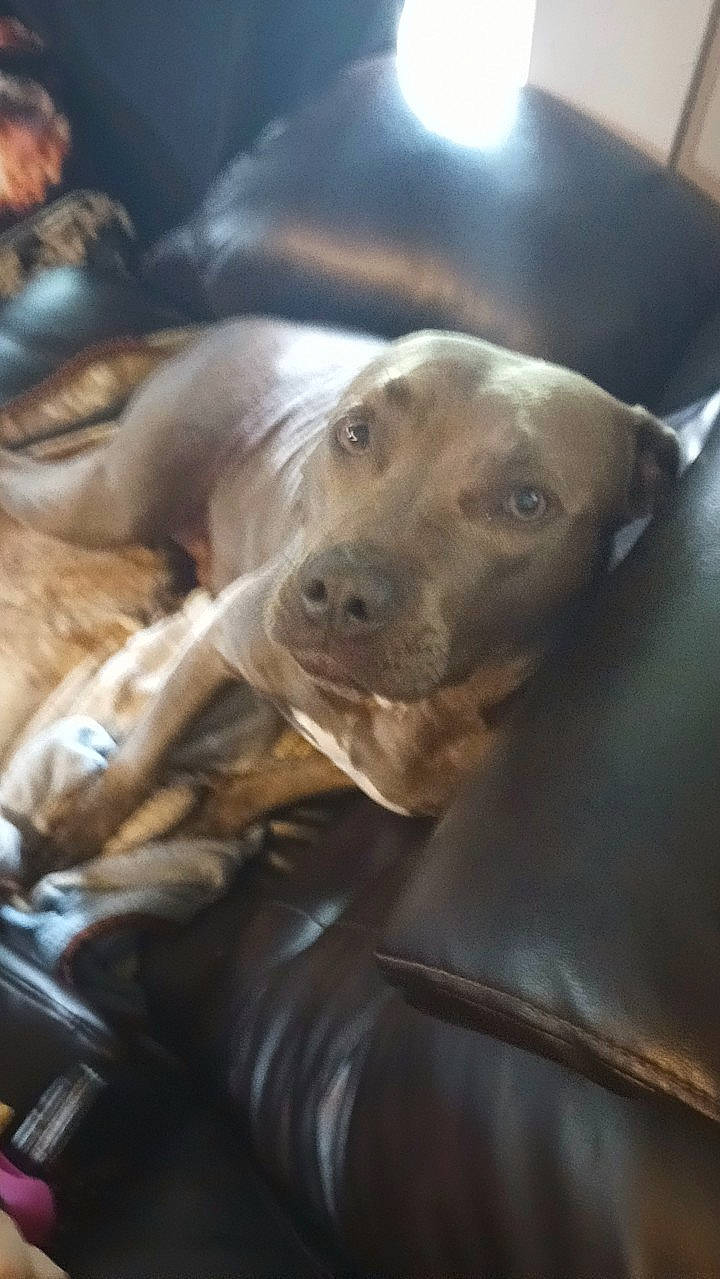 Nova Grace is registered to the contest to win money with this photo: canidae, carnivore, comfort, companion_dog, dog, dog_breed, fawn, guard_dog, gun_dog, liver, snout, sporting_group, terrestrial_animal, whiskers, working_animal