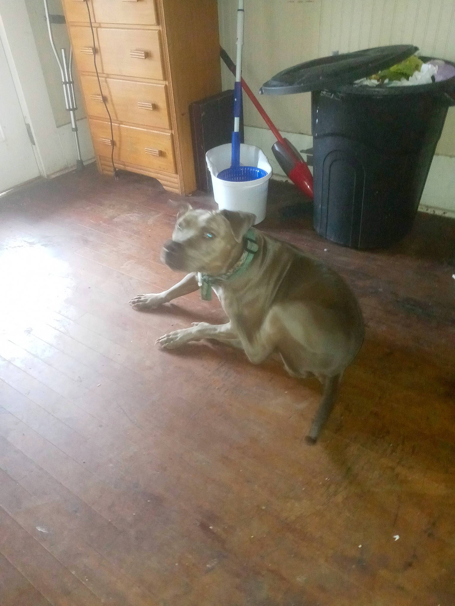 Nova Grace joined the competition — help win amazing prizes! cabinetry, carnivore, chest_of_drawers, companion_dog, cupboard, dog, dog_breed, door, drawer, fawn, floor, flooring, hardwood, laminate_flooring, sporting_group, tail, waste_container, waste_containment, wood, working_animal