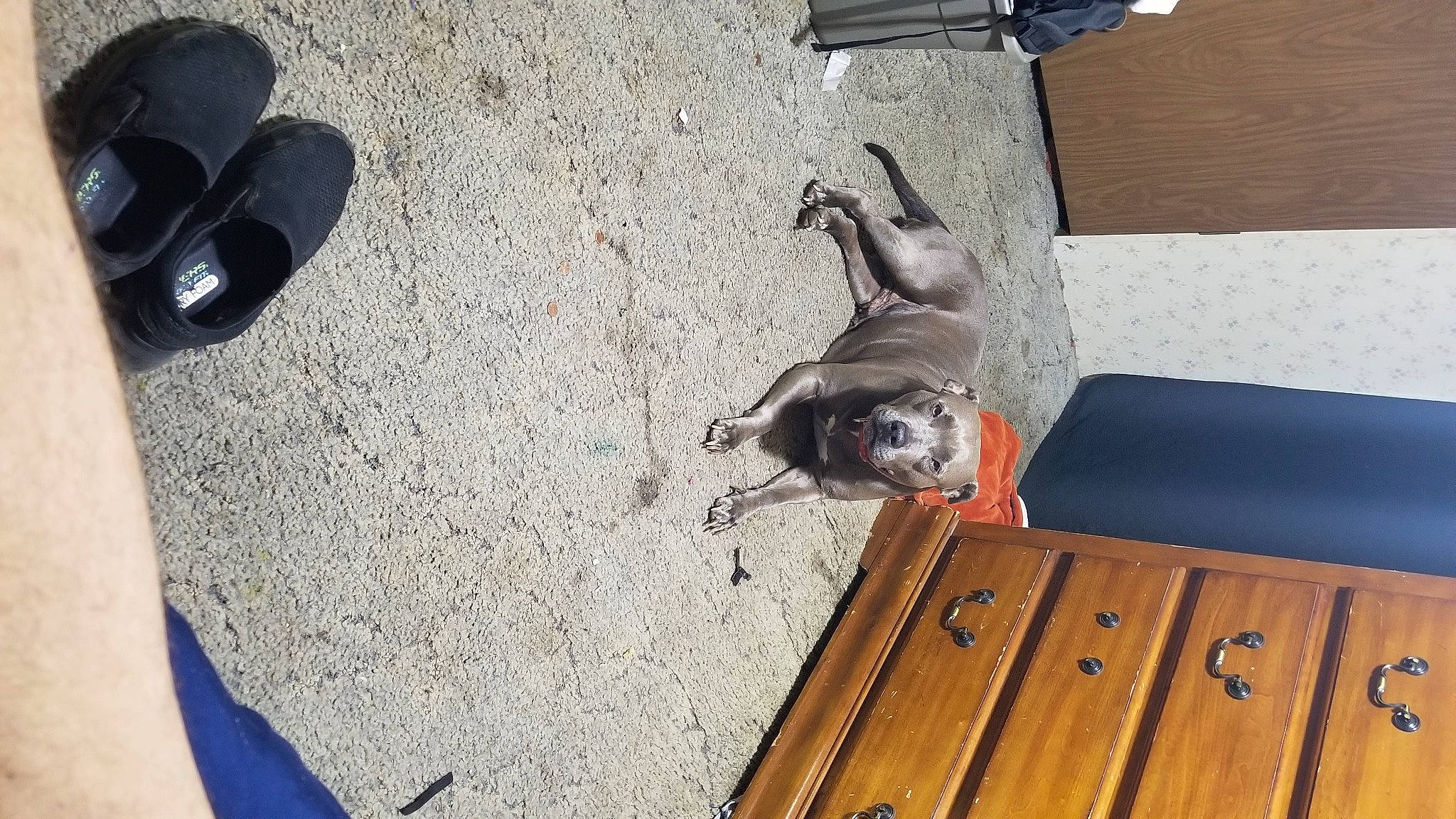 Nova Grace joined the competition — help win amazing prizes! carnivore, companion_dog, concrete, dog, dog_breed, fawn, floor, flooring, foot, grey, hardwood, human_leg, non_sporting_group, outdoor_shoe, pet_supply, tail, wood, working_animal