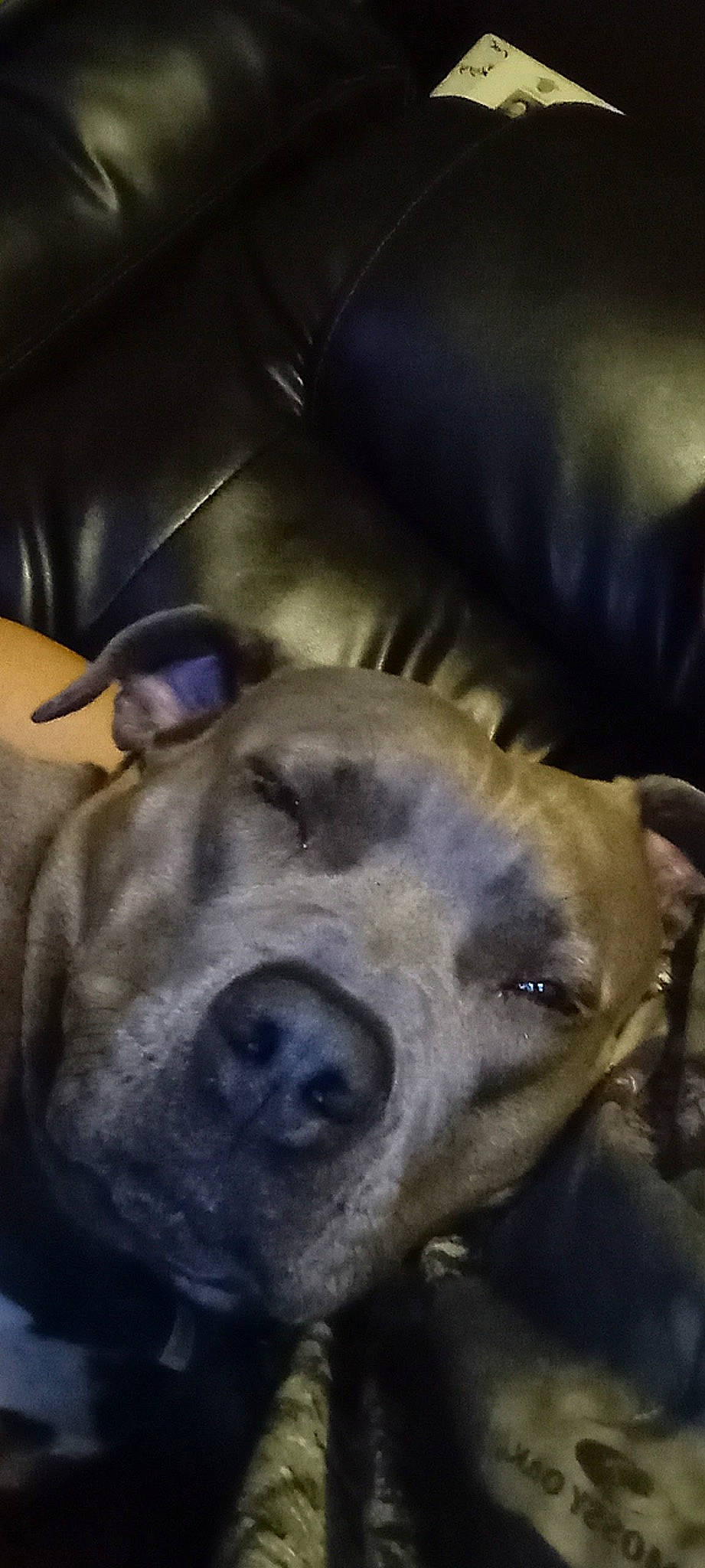 Nova Grace is registered to the contest to win money with this photo: canidae, carnivore, companion_dog, dog, dog_breed, ear, electric_blue, fawn, fur, guard_dog, jaw, metal, non_sporting_group, selfie, snout, sporting_group, terrestrial_animal, whiskers, wildlife, working_animal