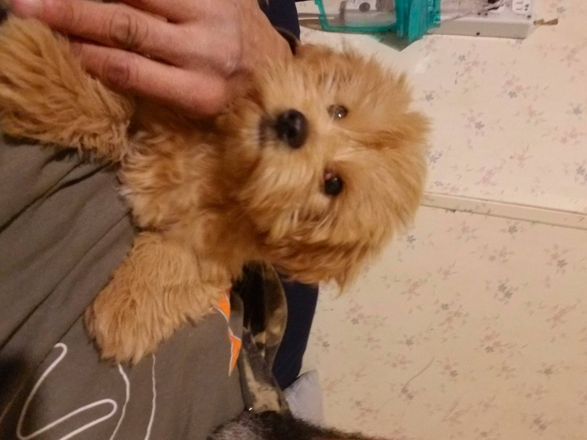 Ozzy joined the competition — help win amazing prizes! canidae, carnivore, companion_dog, dog, dog_breed, dog_supply, fawn, fur, liver, maltepoo, puppy_love, shih_poo, small_terrier, snout, sporting_group, terrier, toy_dog, whiskers, working_animal, yorkipoo