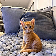 Cheeto is registered to the contest to win money with this photo: kitten, cat, orange_tabby, blue_eyes, pet, feline, indoor, cozy, blanket, pillow, couch, fur, cute, small, sitting, young, animal, domestic, soft, resting
