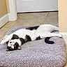 cat, black_and_white, pet, animal, lying_down, upside_down, relaxed, fluffy, fur, yellow_eyes, paws, tail, rug, carpet, indoor, hallway, tile_floor, door, home, portrait