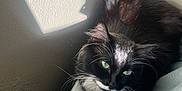 Cleopatra is registered to the contest to win money with this photo: cat, black_and_white, green_eyes, fluffy, backpack, indoor, sunlight, shadow, wall, texture, whiskers, pet, resting, comfortable, close_up, feline, domestic, cute, relaxed, household