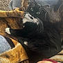 cat, black_and_white, green_eyes, whiskers, fluffy, blanket, cozy, indoor, pet, relaxed, fur, animal, cute, looking_at_camera, laying_down, soft_texture, comfort, domestic_cat, resting, close_up