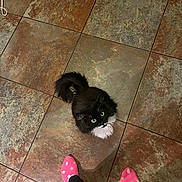 Cleopatra is registered to the contest to win money with this photo: cat, black_and_white, fluffy, green_eyes, looking_up, floor, tiles, polka_dot_socks, pink_socks, feet, pet, indoor, cute, feline, domestic_cat, whiskers, tail, fur, human, legs