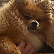 Eggroll is registered to the contest to win money with this photo: dog, puppy, fluffy, small_dog, brown_fur, cute, sleepy, cuddling, blanket, cozy, indoor, close_up, portrait, pet, animal, soft, brown, snuggling, hand, home