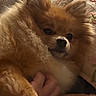 dog, puppy, fluffy, small_dog, brown_fur, cute, sleepy, cuddling, blanket, cozy, indoor, close_up, portrait, pet, animal, soft, brown, snuggling, hand, home