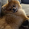 Eggroll is registered to the contest to win money with this photo: dog, puppy, fluffy, orange, furry, pet, animal, couch, indoors, portrait, closeup, lying_down, relaxed, cute, brown, fur, eyes, nose, home, cuddly