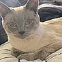 animal, bed, bedding, blanket, blue_eyes, cat, close_up, cute, domestic_animal, ears, fur, indoor, paws, pet, portrait, relaxed, resting, siamese, sleepy, whiskers