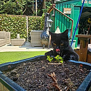 Nova is registered to the contest to win money with this photo: black_cat, cat, planter, soil, plants, backyard, green_shed, man_cave_sign, wicker_chair, wicker_table, artificial_grass, fence, outdoor, daylight, tongue_out, curious_cat, garden, wooden_fence, chiminea, lantern