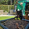 black_cat, cat, planter, soil, plants, backyard, green_shed, man_cave_sign, wicker_chair, wicker_table, artificial_grass, fence, outdoor, daylight, tongue_out, curious_cat, garden, wooden_fence, chiminea, lantern